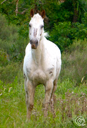 Cheval blanc Uruguay